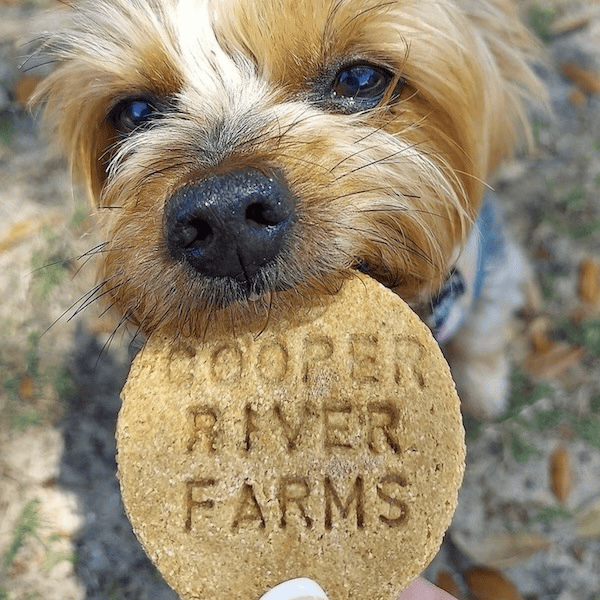 dog at cooper river farms pet-friendly apartments in charleston